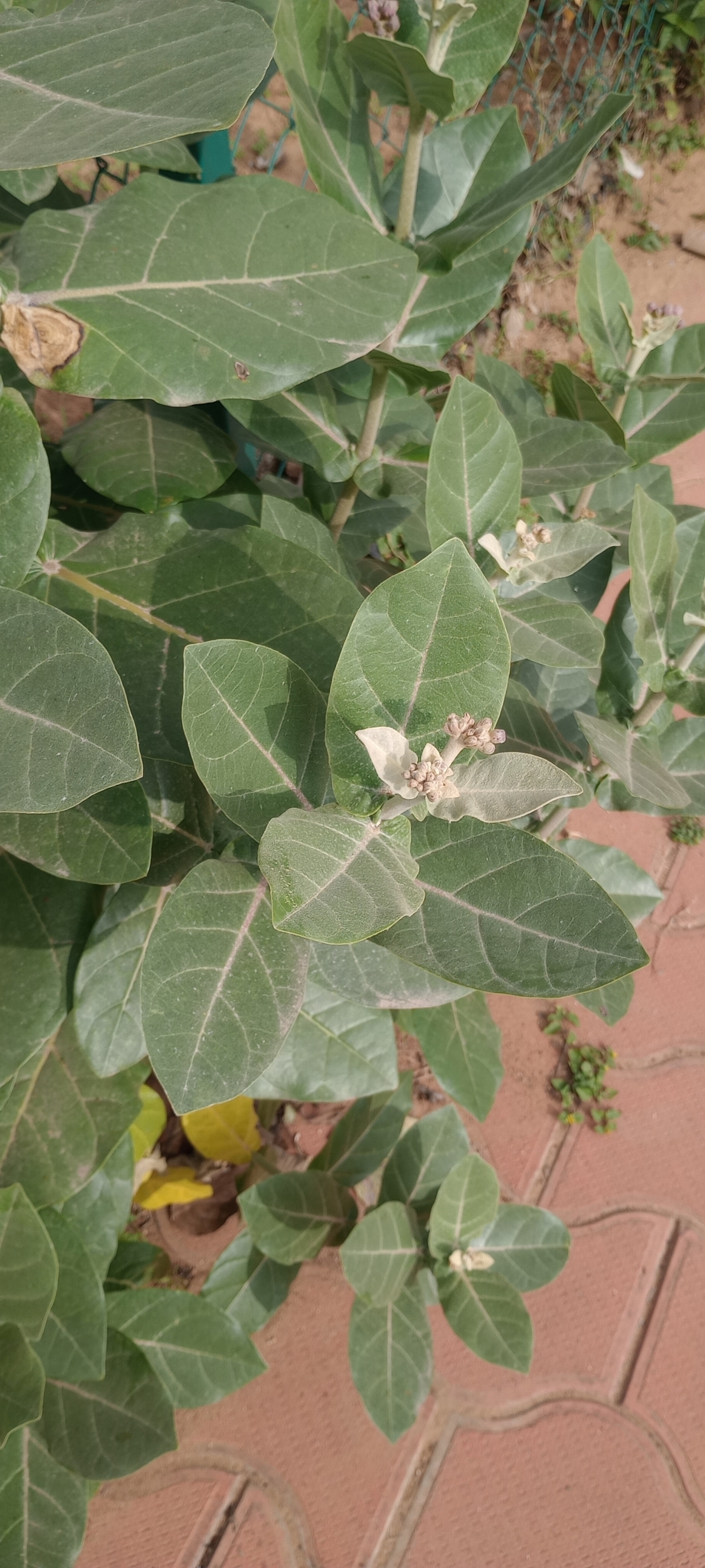 Imagem de Flor-de-seda