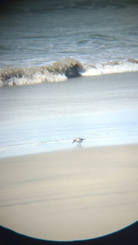 Wrybill (Anarhynchus frontalis), photo 5