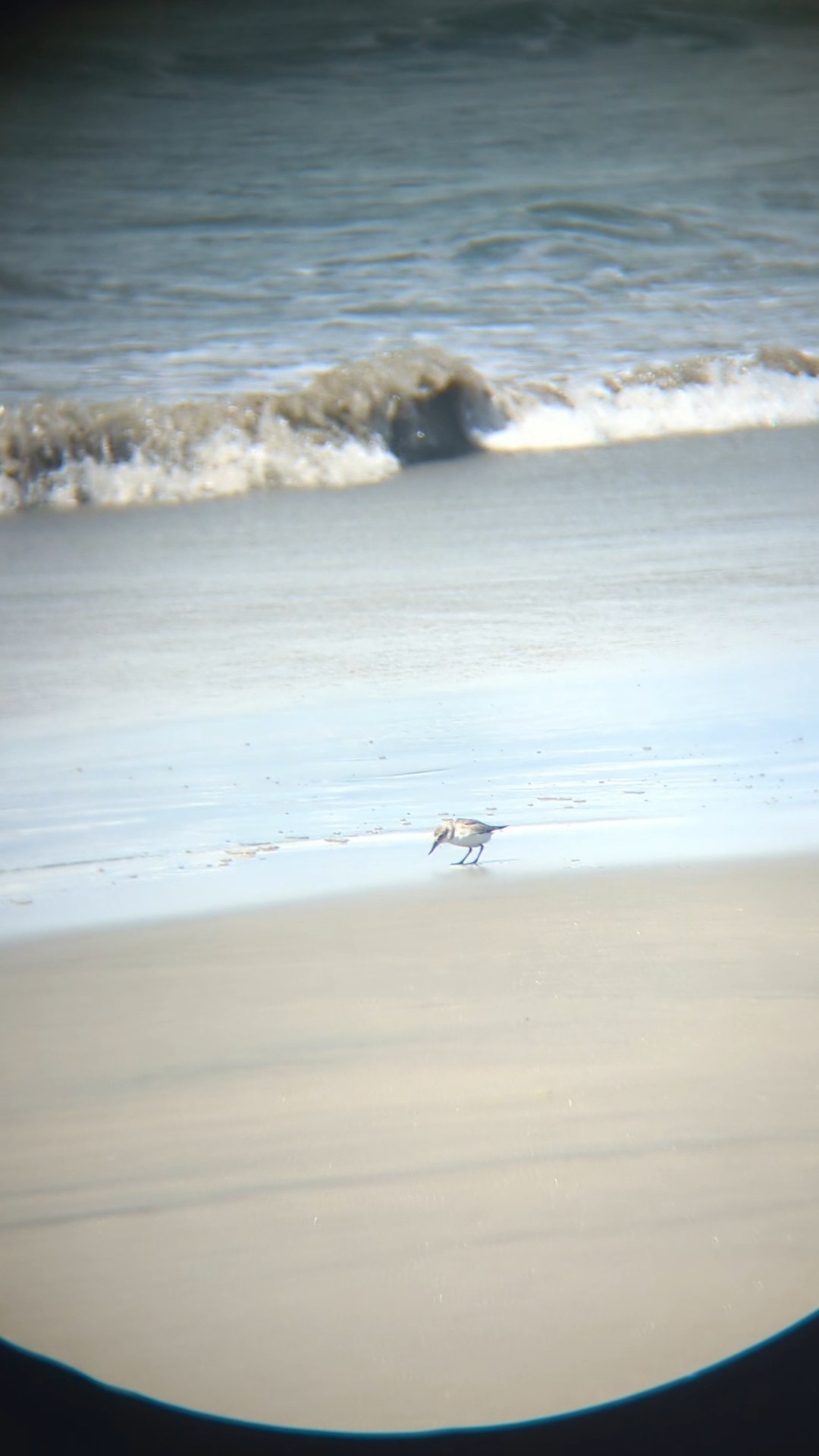 Wrybill (Anarhynchus frontalis), photo 5