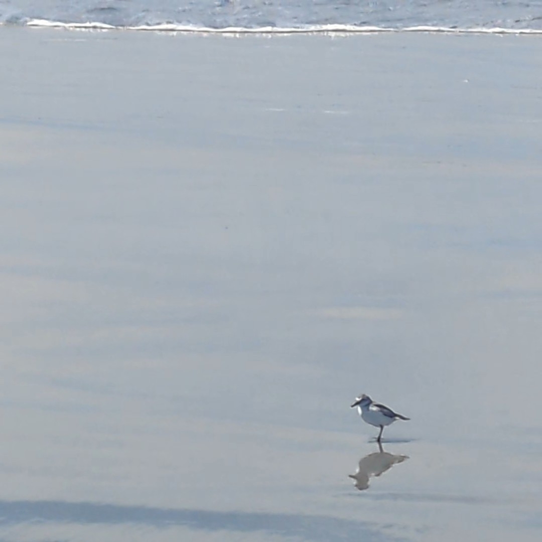 Wrybill (Anarhynchus frontalis), photo 6