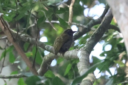 African Piculet (Verreauxia africana), photo 5