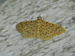 Polygrammodes eleuata