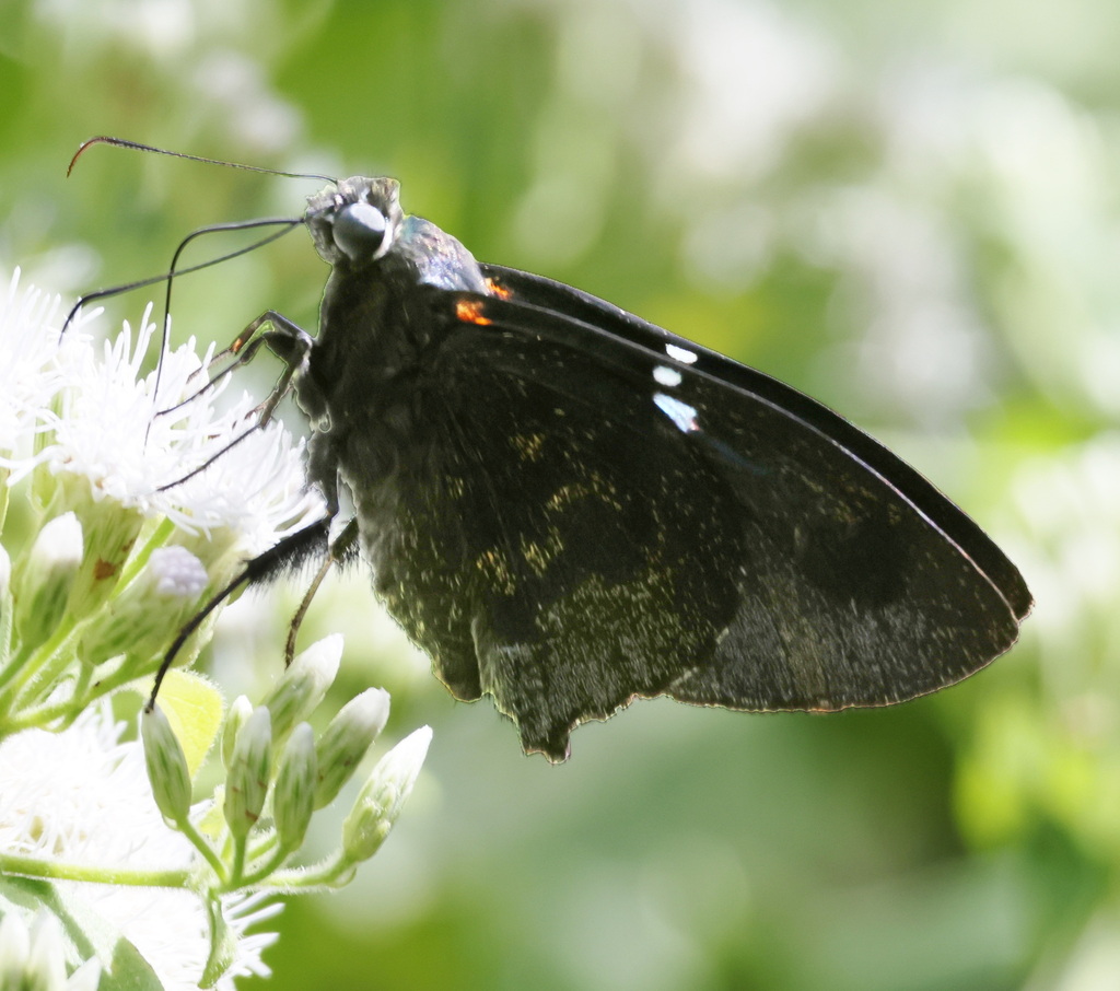 Narcosius nazaraeus