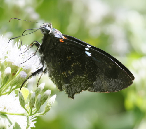 Narcosius nazaraeus