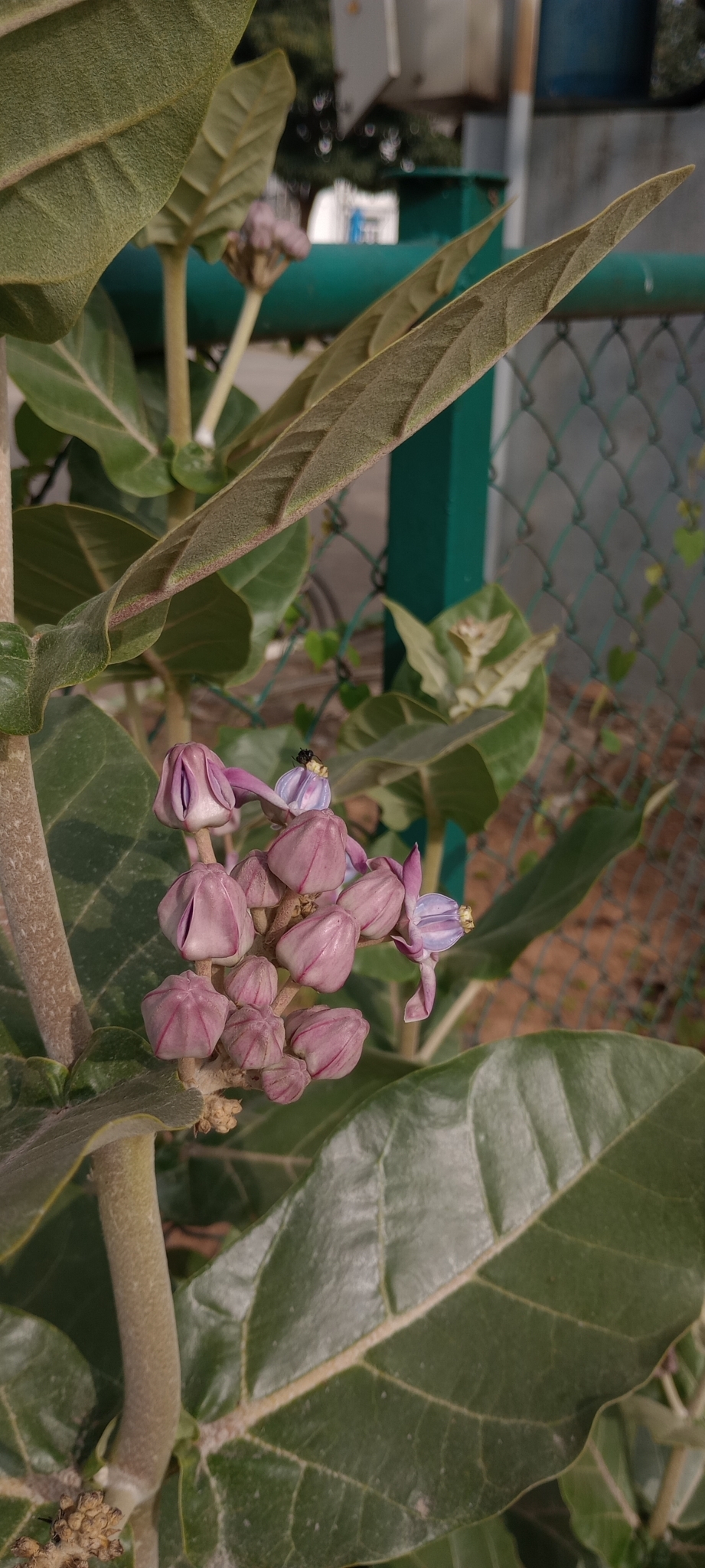 Imagem de Flor-de-seda