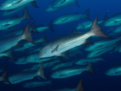 Mullet Snapper photo 3