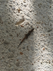 Sphaerodactylus glaucus