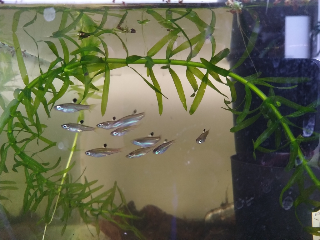 Rasbora à ocelle (rasbora à point noir, rasbora à ocelle dorsale) (Brevibora dorsiocellata)