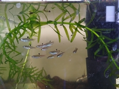 Brevibora dorsiocellata