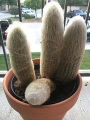 Espostoa