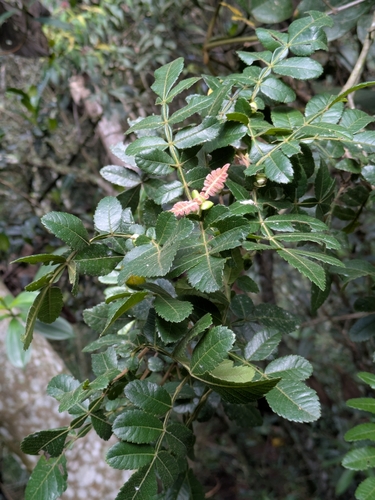 Weinmannia pubescens, photograph 6