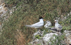 Thalasseus bernsteini