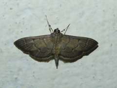 Herpetogrammatini