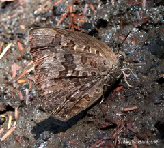 Arhopala silhetensis