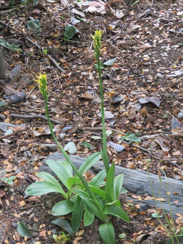 Image of Gavilea lutea by no rights reserved