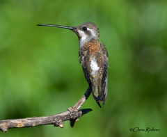 Plain-Capped Starthroat photo 2