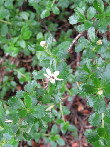 Escallonia serrata (Escallonia serrata)