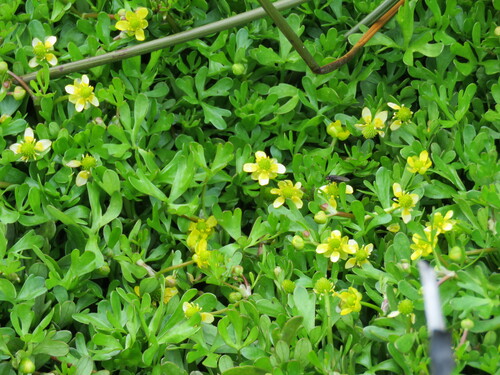 Fuegian buttercup (Ranunculus fuegianus)