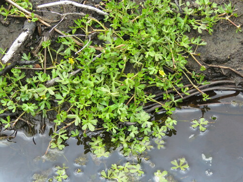 Image of Ranunculus fuegianus by no rights reserved