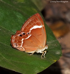 Abisara abnormis