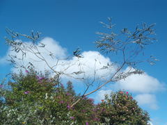 Eucalyptus pulverulenta