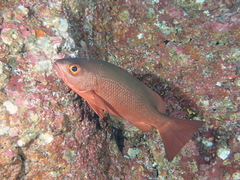 Whipper Snapper photo 3
