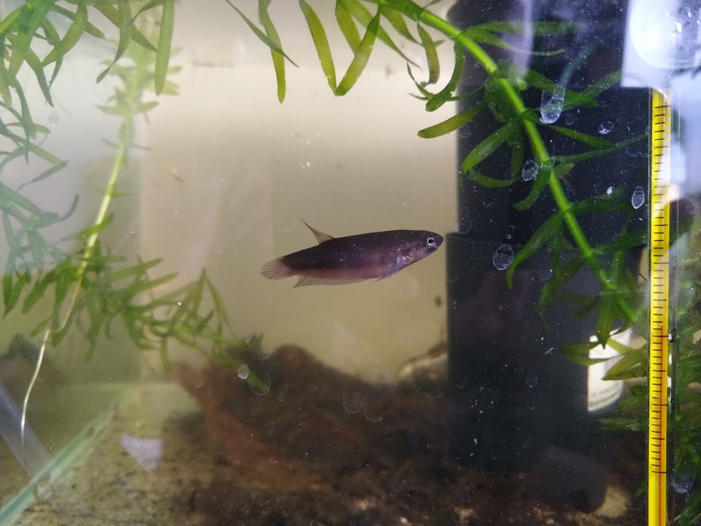 Betta rouge de Sumatra (Betta rubra)