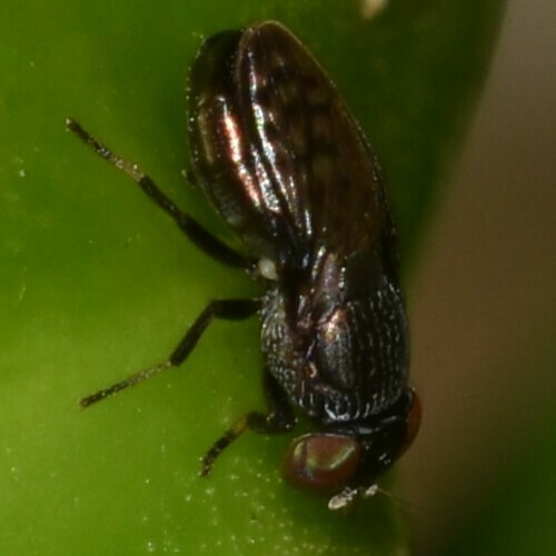 Notogramma cimiciforme observed 2025-01-03