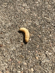 Eichlinia cucurbitae