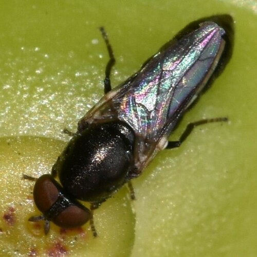 Scenopinus adventicius observed 2025-01-03
