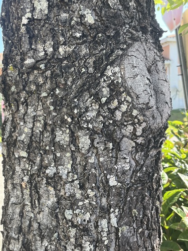 Foto de Mogno