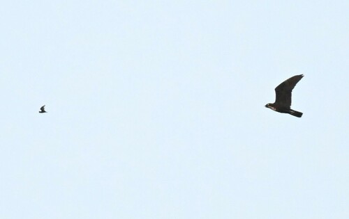Bat Hawk (Macheiramphus alcinus), photo 10