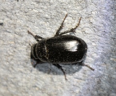 Euetheola