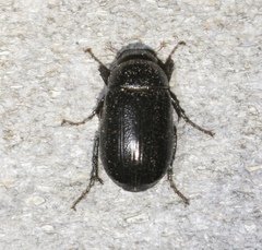 Euetheola