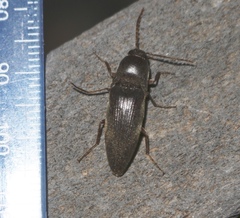Diplostethus