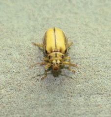 Xanthogaleruca luteola