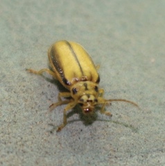 Xanthogaleruca luteola