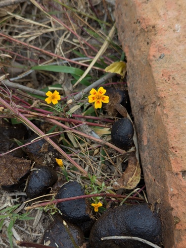 Foto de Cravo-de-defunto