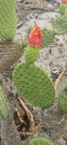 Quipá