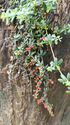 Foto de Tangerininha do brejo