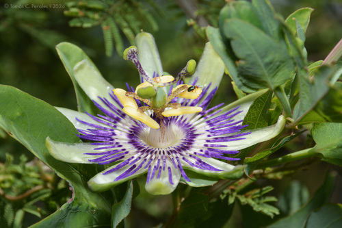 Passiflora mooreana