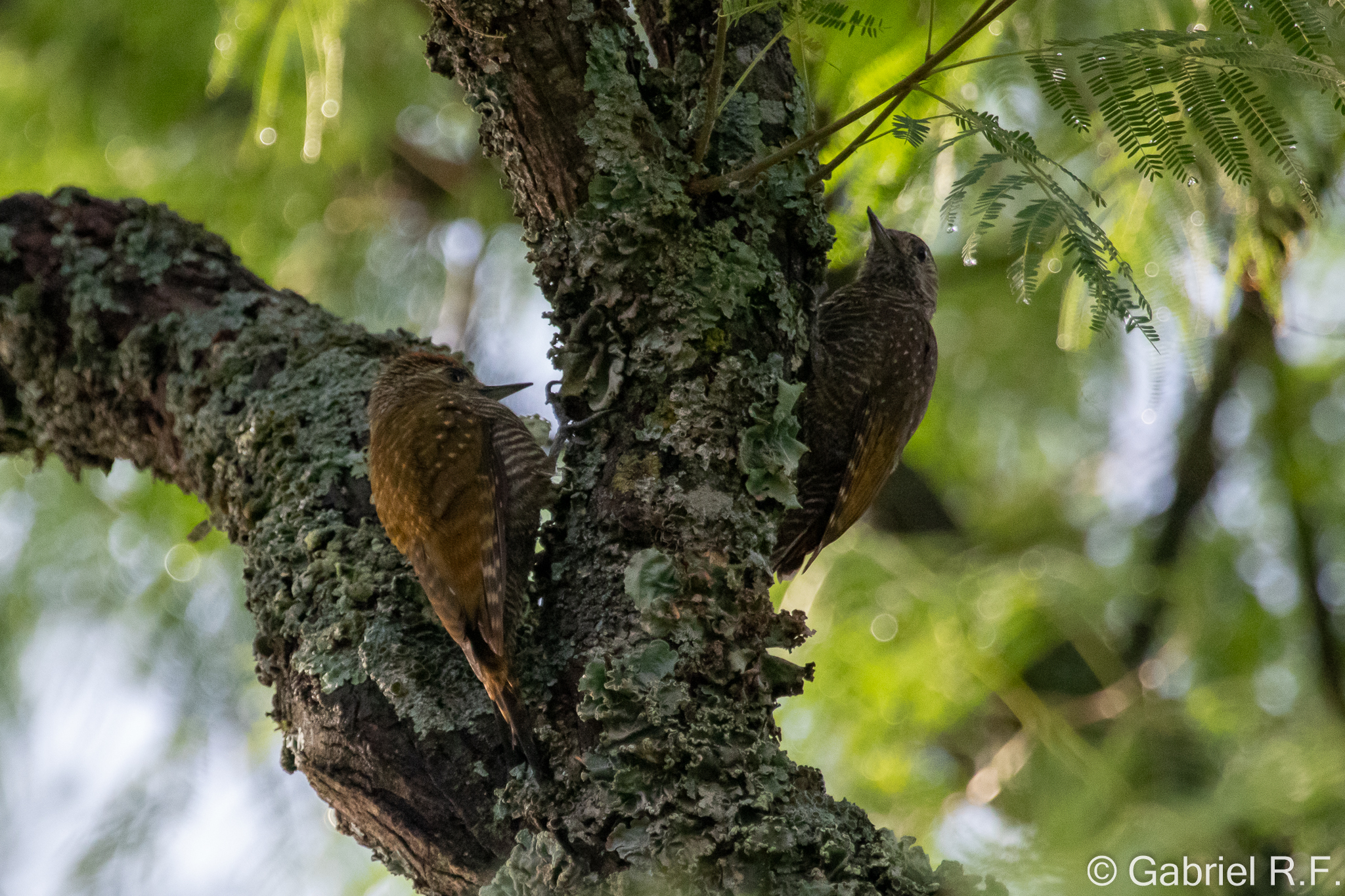 Dot-fronted Woodpecker (Veniliornis frontalis), photo 5