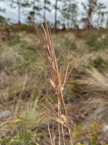 Image of Anatherum gyrans by (c) Matt Berger, some rights reserved (CC BY)