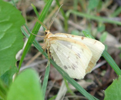 Macaria ribearia