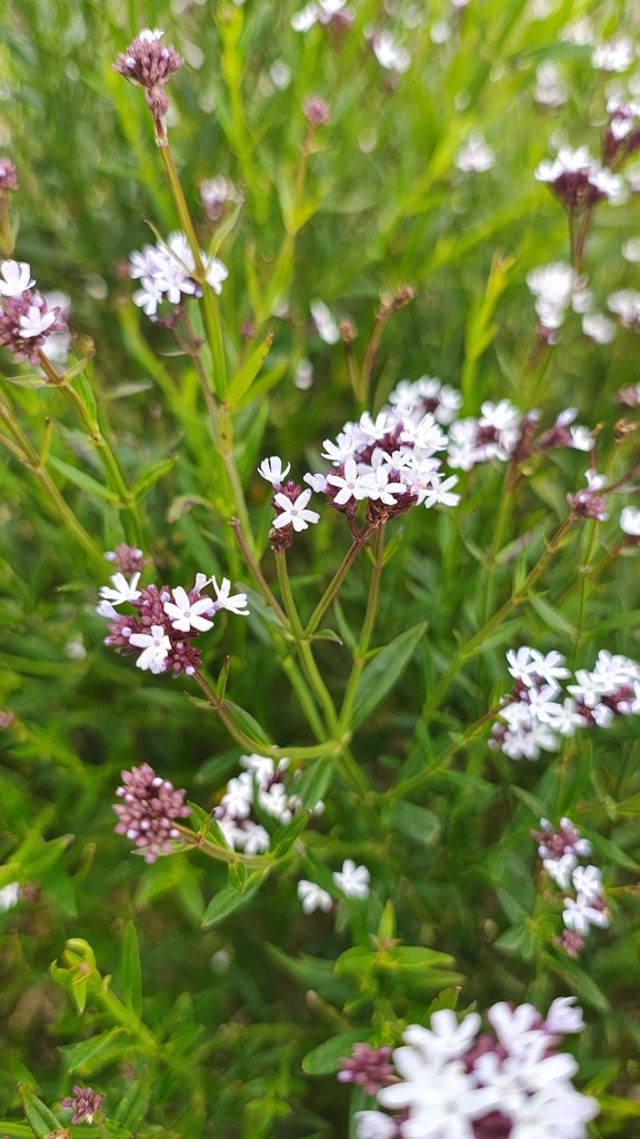 Verbena alata