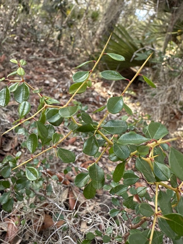 Florida Jujube (Pseudoziziphus celata)