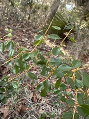 Pseudoziziphus celata, photograph (c) Matt Berger, some rights reserved (CC BY)