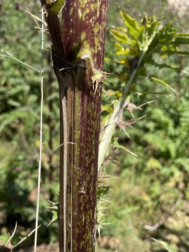Image of Cirsium vinaceum by (c) Martin Purdy, some rights reserved (CC BY)