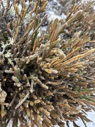 Image of Selaginella arenicola by (c) Matt Berger, some rights reserved (CC BY)