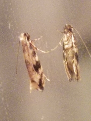 Erechthias zebrina